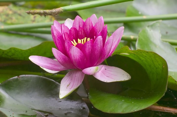 Lotus Cosmetic Treatments