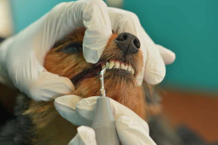 Happy Tails Teeth Cleaning